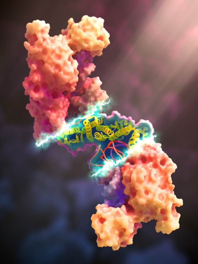 INGENIERÍA GENÉTICA 